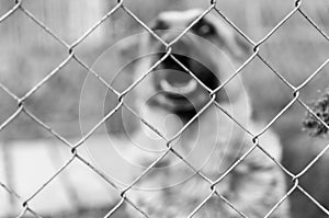 Wired fence in black and white.