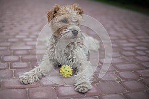 Wired fox terrier dog