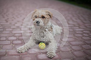 Wired fox terrier dog