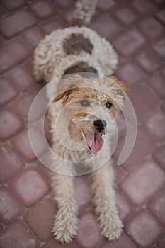 Wired fox terrier dog