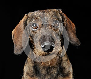 Wired hair dachshund portrait in black photo studio