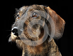 Wired hair dachshund portrait in a black photo studio