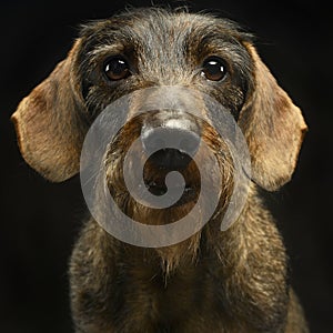 Wired hair dachshund portrait in studio