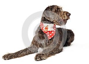 Wired hair german pointer lying in white studio