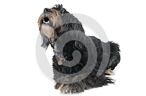 Wired hair mixedbreed dog in a white background