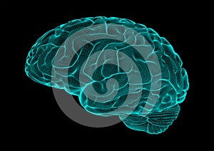 Wireframe brain vector