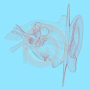 Wireframe of the human ear with internal organs. 3D. Vector illustration