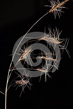 Wiregrass Aristida sp 14488