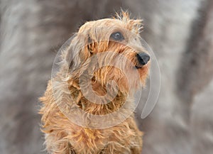 A wirehaired dachshund