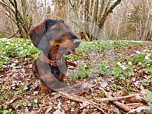 Wirehaired dachshund