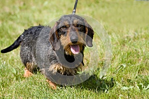 Wirehaired dachshund