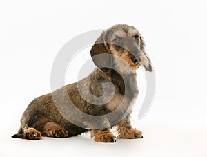 Wirehaired dachshund dog