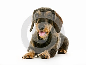 Wirehaired dachshund dog