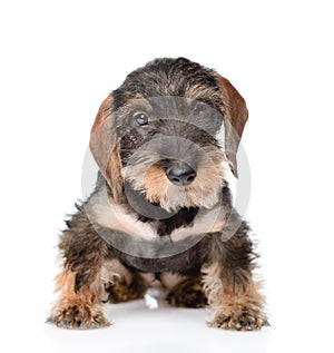 Wirehaired dachshund puppy sitting in front view. isolated on white