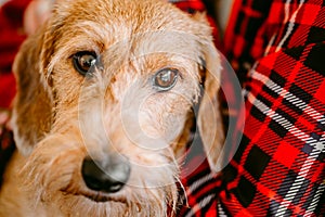 Wirehaired Dachshund Sits In Hands Of Mistress. Close Up Dog Portrait