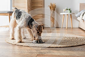 wirehaired fox terrier eating pet food
