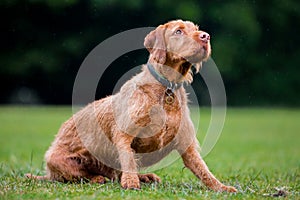 Wirehaired Hungarian Visla