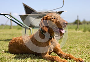 Wirehaired Hungarian Vizsla laying but alert