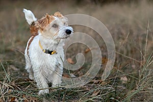 Wirehaired Jack Russell Terrier puppy running on the grass at dusk