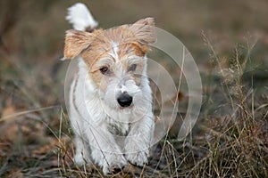 Wirehaired Jack Russell Terrier puppy running on the grass at dusk