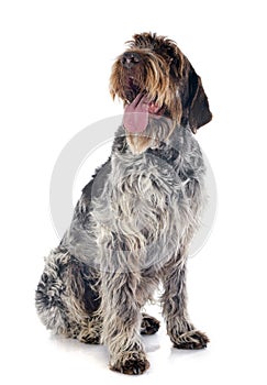 Wirehaired Pointing Griffon