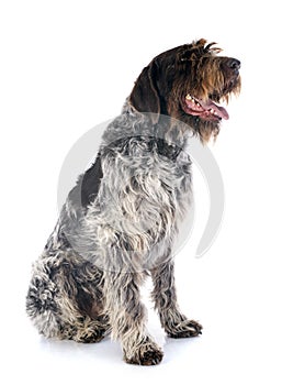 Wirehaired Pointing Griffon