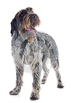 Wirehaired Pointing Griffon