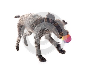 Wirehaired Pointing Griffon