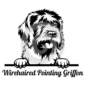 Wirehaired Pointing Griffon Peeking Dog - head isolated on white