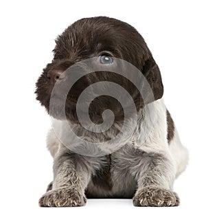 Wirehaired Pointing Griffon puppy, 1 month old