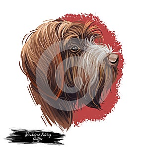 Wirehaired Pointing or Korthals Griffon dog breed portrait isolated on white. Digital art illustration, animal watercolor drawing