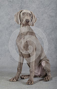 Wirehaired Slovakian pointer dog