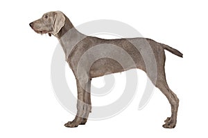 Wirehaired Slovakian pointer dog isolated on white photo