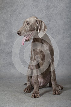 Wirehaired Slovakian pointer dog, 5 months old