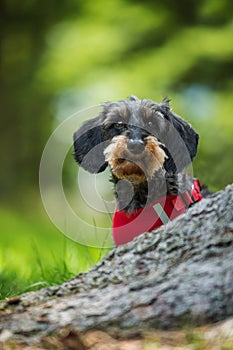 Wirehaired teckel behind a tree stump