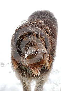 Wirehaired terrier in the snow