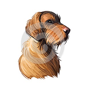 Wirehaired Vizsla dog breed portrait isolated on white. Digital art illustration, animal watercolor drawing of hand drawn doggy