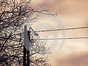 Wires and street lamp with sitting bird and leafless tree branches on dark sky background sepia