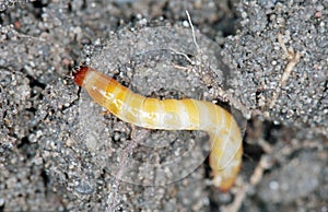 Wireworm - Larvae of Agriotes a species of beetle from the family of Elateridae commonly known as the lined click beetle photo