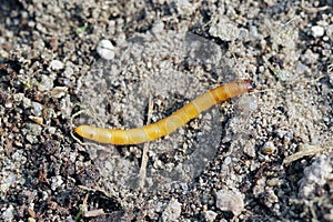 Wireworm - Larvae of Agriotes a species of beetle from the family of Elateridae commonly known as the lined click beetle photo