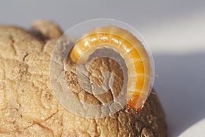 Wireworm in potato