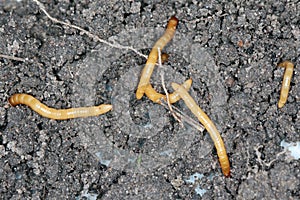 Wireworms - Larvae of Agriotes a species of beetle from the family of Elateridae commonly known as the lined click beetle photo