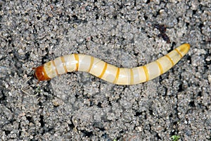 Wireworms - Larvae of Agriotes a species of beetle from the family of Elateridae commonly known as the lined click beetle photo