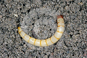Wireworms - Larvae of Agriotes a species of beetle from the family of Elateridae commonly known as the lined click beetle photo