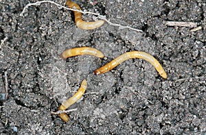 Wireworms - Larvae of Agriotes a species of beetle from the family of Elateridae commonly known as the lined click beetle