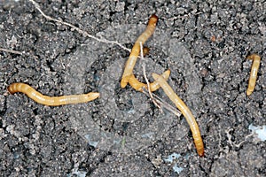 Wireworms - Larvae of Agriotes a species of beetle from the family of Elateridae commonly known as the lined click beetle