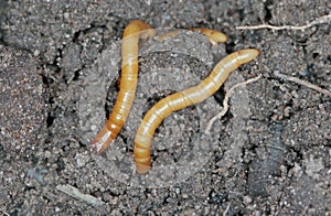 Wireworms - Larvae of Agriotes a species of beetle from the family of Elateridae commonly known as the lined click beetle