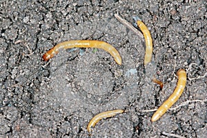 Wireworms - Larvae of Agriotes a species of beetle from the family of Elateridae commonly known as the lined click beetle