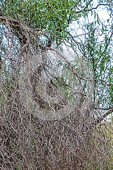 wirey dead tree branch on an overcast day