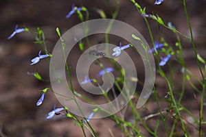 Wiry Lobelia Flowers With Insect Lobelia setacea